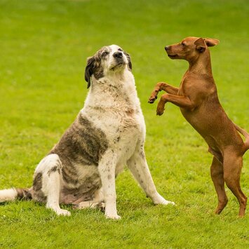 Großer massiger Hund zeigt dem kleineren Hund gegenüber Demutsgesten.